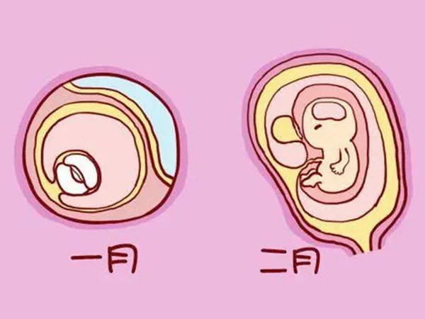 孕囊大小与孕周成正比