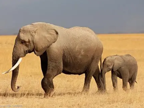 孕妇梦见大象预示着生男孩