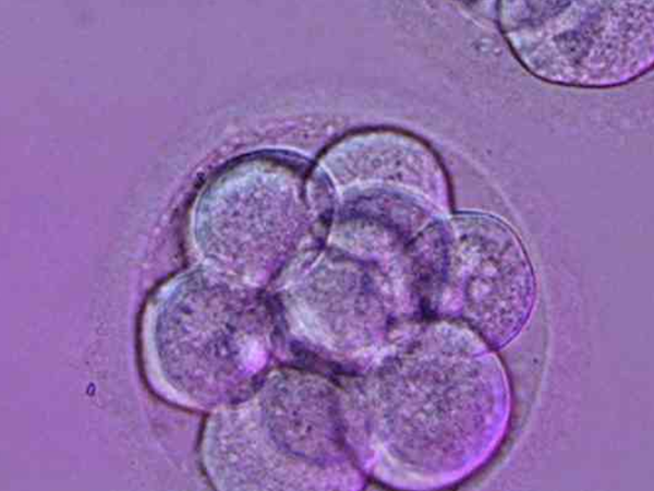 4BB属于中等偏上的囊胚