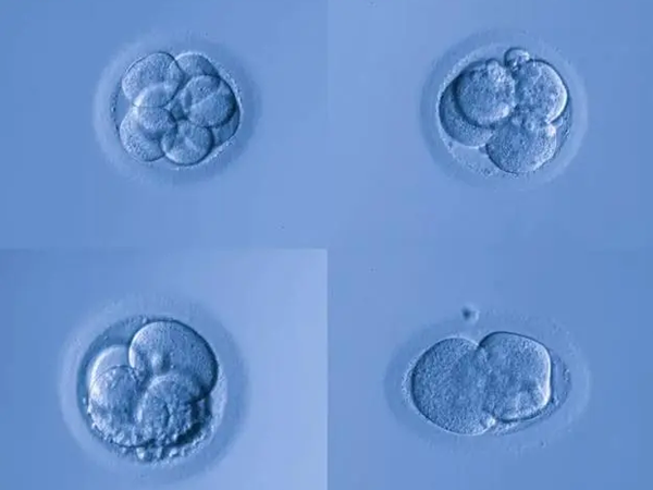 囊胚4bc的质量比较一般