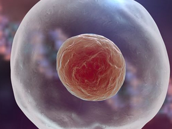 Y精子和卵子结合形成胚胎是男孩