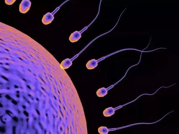 一卵多精可能是因为精子畸形率高