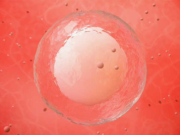 卵黄膜封闭会阻止精子进入卵子