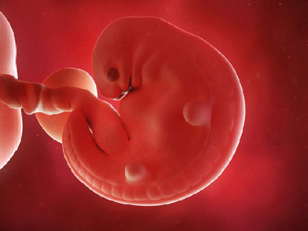 胎儿三尖瓣发育需要较长时间