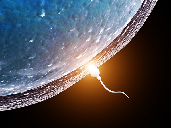 胎儿性别和男性精子有关