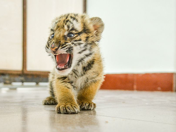 预定一只虎宝宝图片图片