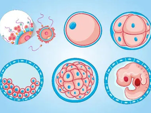 囊胚和鲜胚优缺点梳理，想选对看的不只是着床率