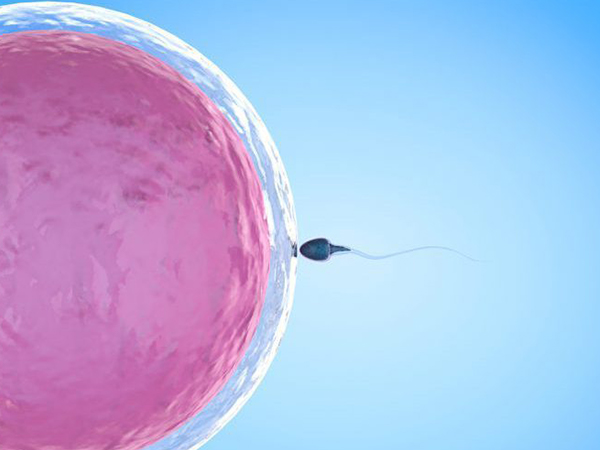 移植鲜胚的成功率受女性体质影响