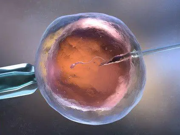 试管移植通常优先考虑鲜胚移植