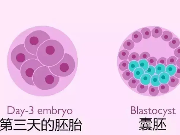 囊胚的培养时间比鲜胚长