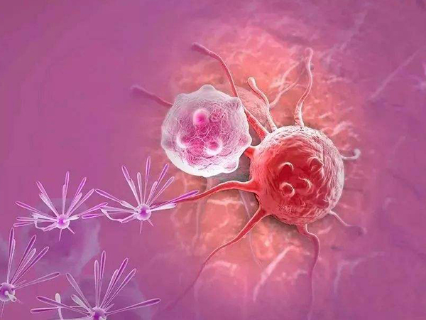 nk细胞值偏高会影响胚胎着床