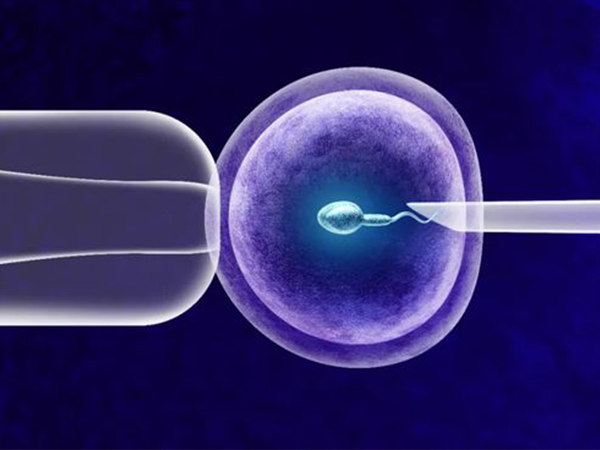 一个囊胚继续分裂可能变成双胎
