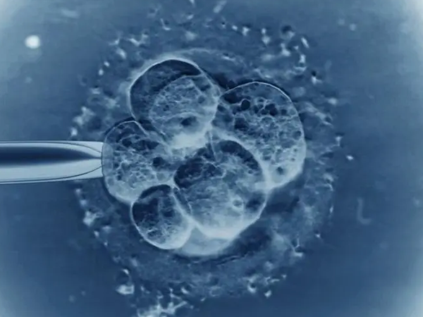 物种优势可能造成囊胚多是男孩
