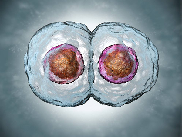 7c和8c胚胎都可以用于移植