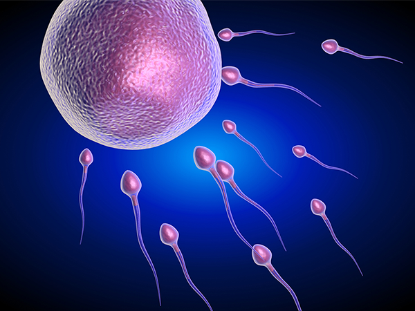 卵子质量差会影响正常受孕