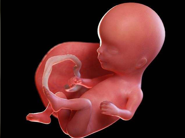 胎儿颜值在孕早期发育形成
