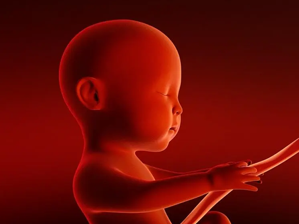 胎儿通常位于胎盘的左前部