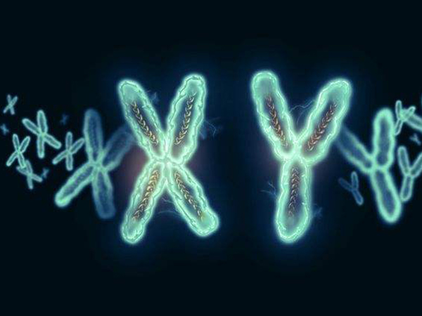 国内只能做性染色体检查xy精子