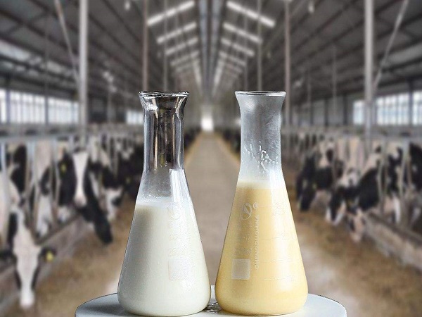 牛初乳的产量比羊初乳高