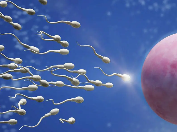 胎儿性别由使卵子受精的精子决定