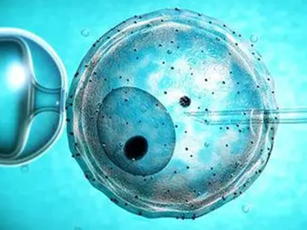 攒胚胎可以提高移植的成功率