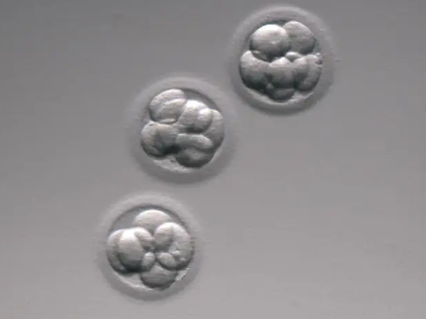 10细胞鲜胚是很优质的胚胎