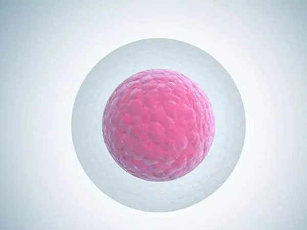 卵子质量会影响授精率