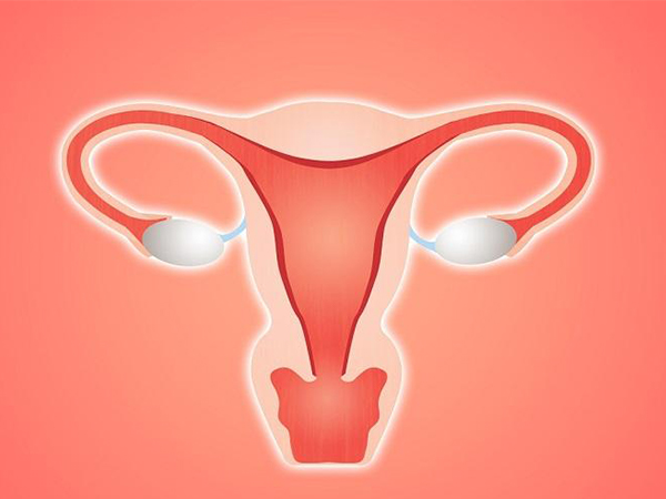 子宫环境会影响胚胎着床