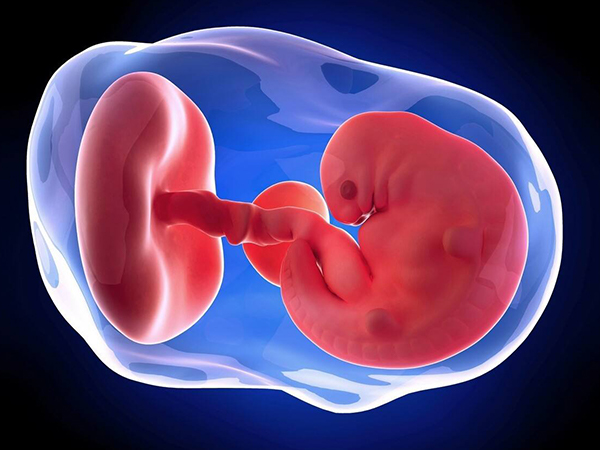 孕早期胎芽图