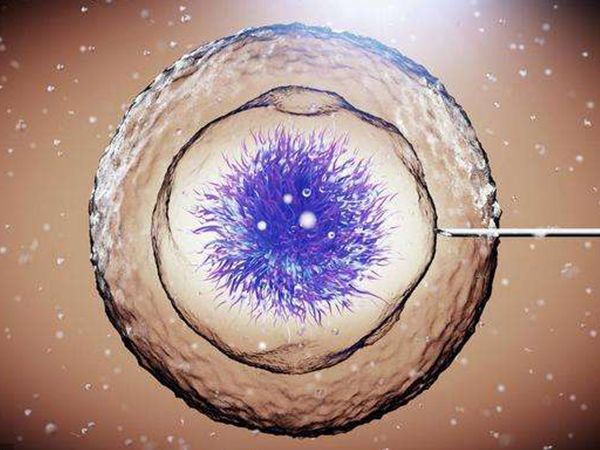 胚胎细胞数影响移植成功率