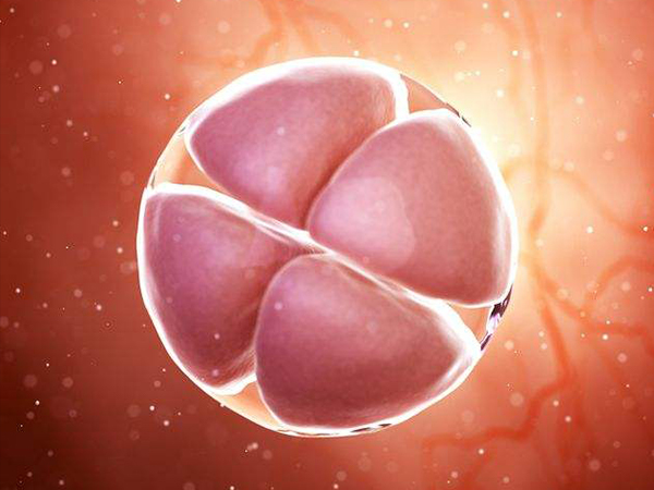 7c胚胎属于可移植胚胎