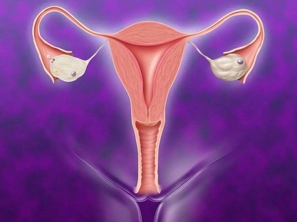 女性的子宫内膜图片