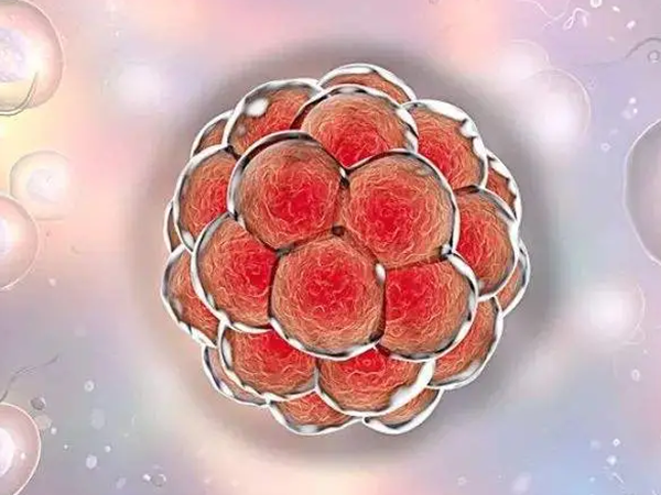 胚胎7c3是指7细胞的三级胚胎