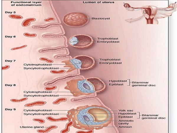 移植后胚胎1-14天的变化图