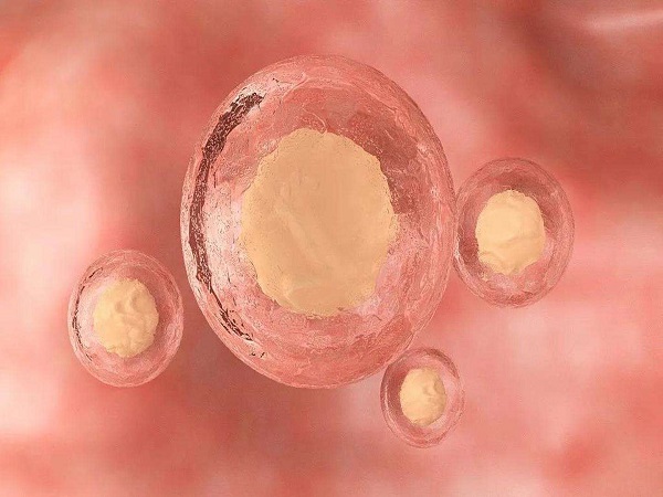胚胎主要分为四个等级