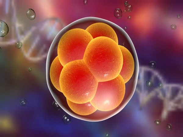 二级胚胎图片
