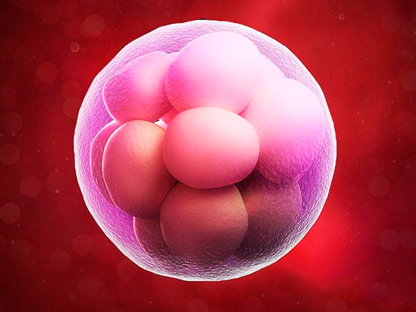 试管一级优质胚胎较难培育出来