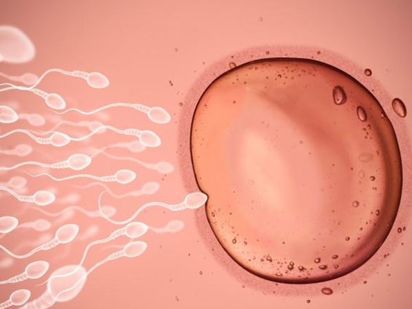 试管取3个卵泡有几率成功受孕