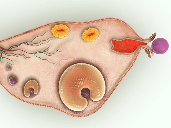 性激素六项与卵巢功能有关系