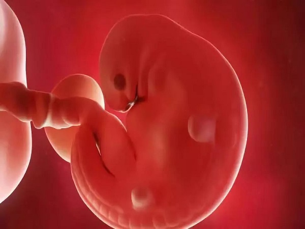 圆形和椭圆形孕囊的胚胎质量不同