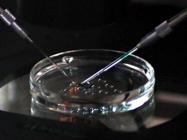 三代试管利用单精子注射技术培育胚胎