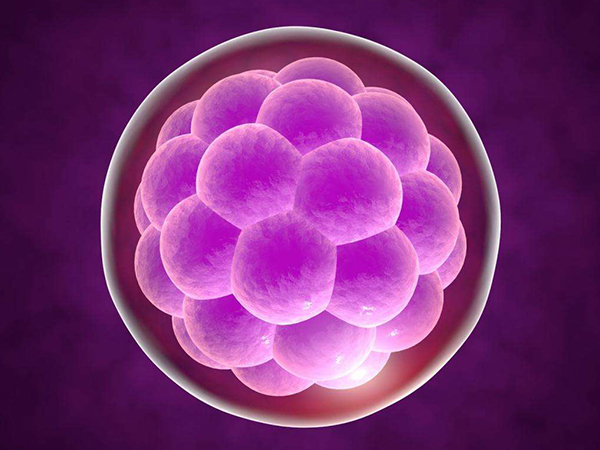 5细胞胚胎养囊成功率约为40%