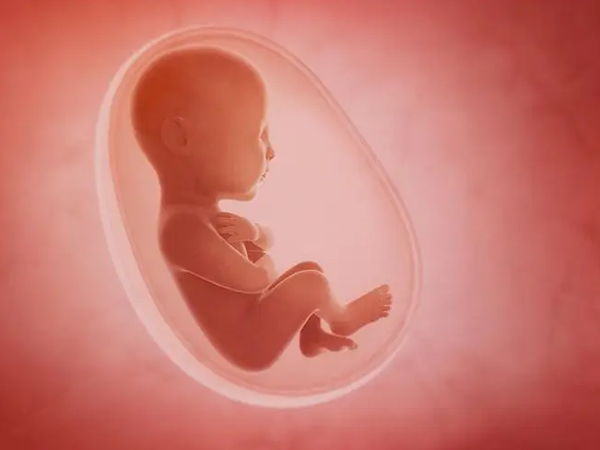 孕囊生长至15-25mm见胚芽和胎心