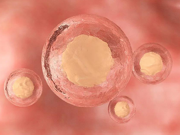 培养3天的5细胞胚胎有必要移植