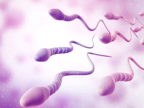 精子质量会极大影响胚胎质量