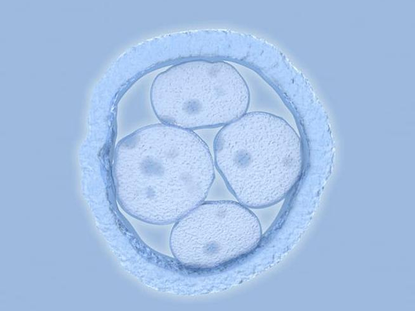 嵌合体胚胎移植的风险比较大