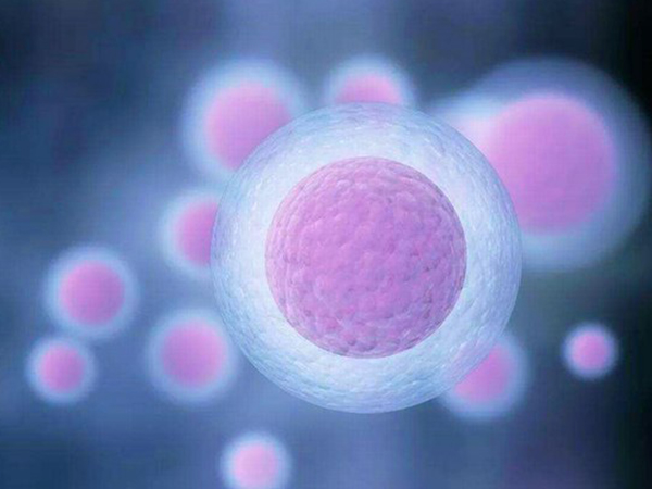 着床失败的胚胎可能会被母体吸收