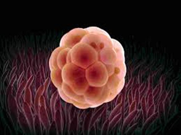 桑椹胚胎是发育早期的胚胎