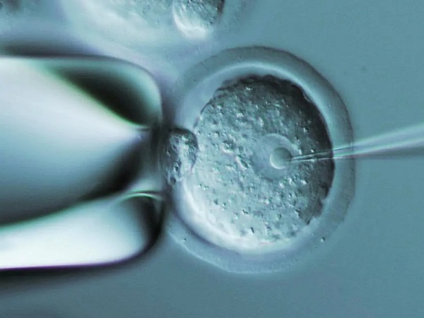 冻胚鲜胚囊胚在移植成功率上有区别