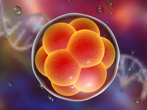 二代试管单精子注射提高胚胎质量